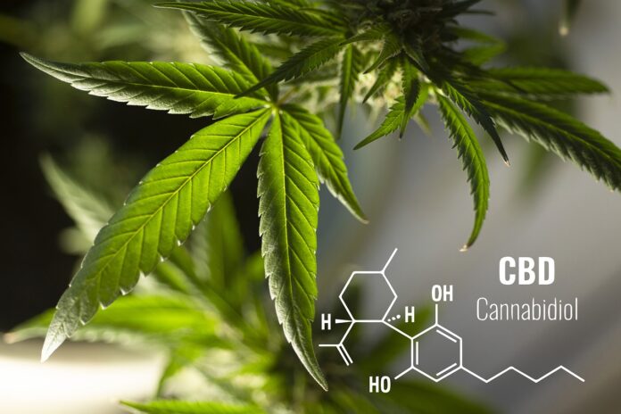 Olio di cbd, proprietà, benefici, utilizzi, cannabidiolo. Foglia di canapa sativa con la molecola chimica disegnata