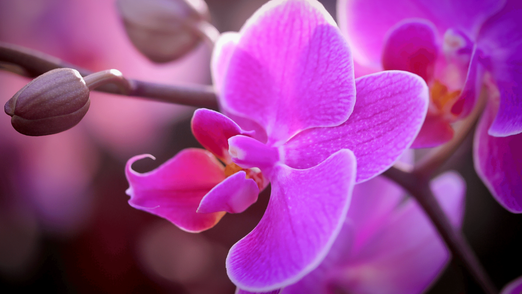 pianta di orchidea in fiore con sfumature viola, rosa e bianche e boccioli