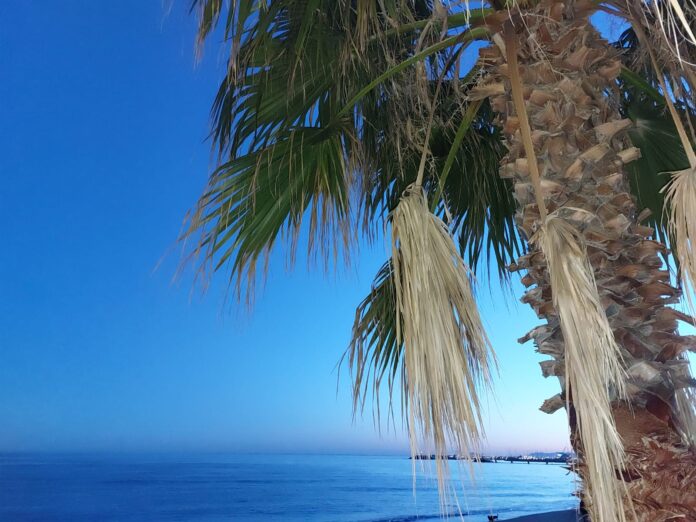 Loano - una splendida spiaggia con il mare blu e una palma in primo piano