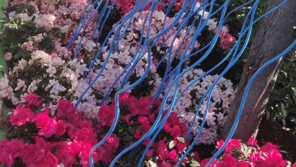 fiori rosa con canneti di legno blu lungo le strade di Euroflora