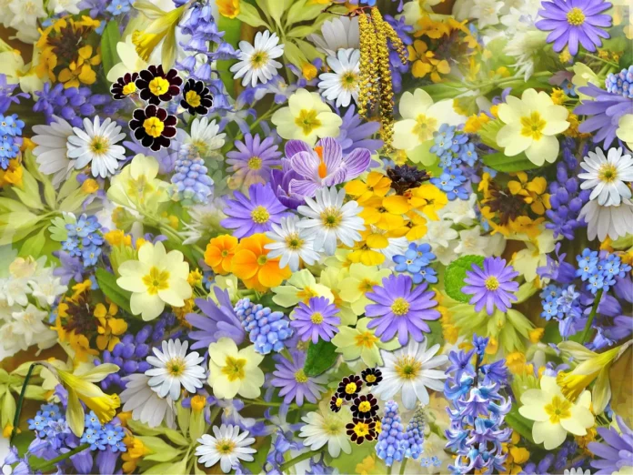 Leverano in fiore, manifestazione, fiori, colori . Un insieme di fiori colorati di lilla, bianco, arancione, giallo e nero.