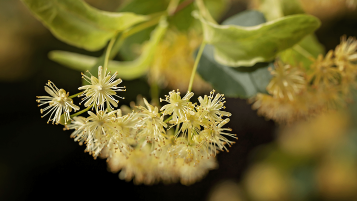 fiore del tiglio sbocciato sulla pianta fiorellini bianci e gialli con lunghi pistilli