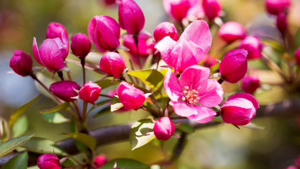 Fiori crab apple rossi e bianchi di melo selvatico per combattere ansia