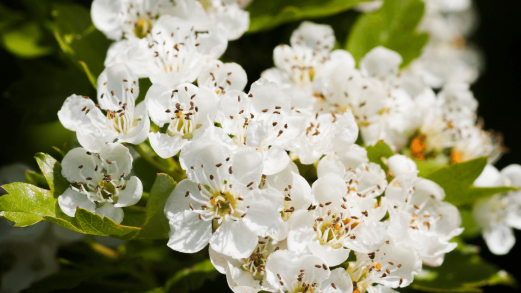 Fiori di biancospino bianchi con pistilli giallo e pistaccioo