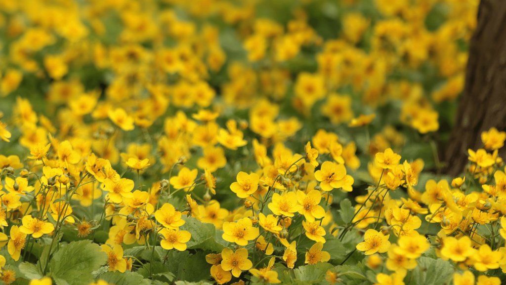 fiori di ranuncolo dai petali gialli in un sottobosco con foglie verdi