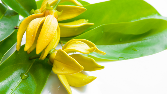 Ylang Ylang, proprietà, benefici, olio essenziale. Fiori di colore giallo a forma di stella a cinque punte.