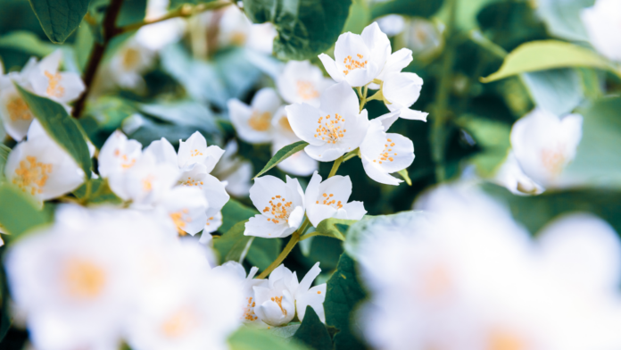 Neroli, proprietà, benefici, pelle, sonno, intestino irritabile. Fiorellini di colore bianco