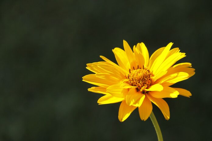 Arnica, proprietà, benefici, pianta. Fiore con i petali giallo intenso.