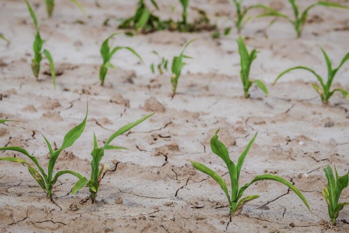 siccità caldo africano - un terreno arido con delle piccole pinatine che non riescono a crescere