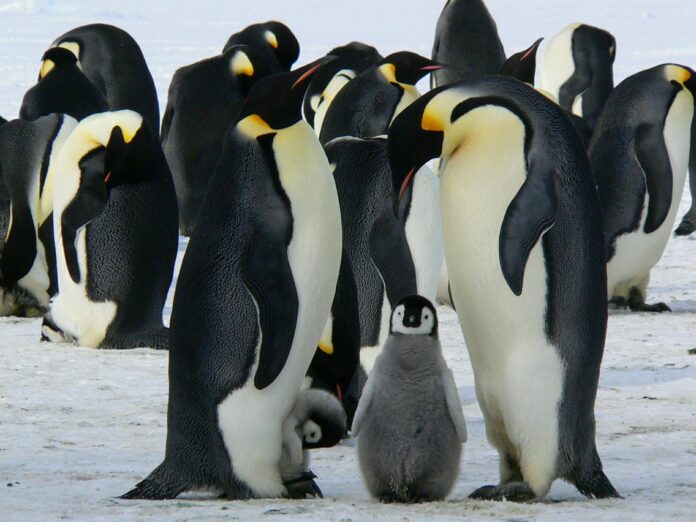 il pinguino - nella foto una famiglia di pinguini con il piccolo in mezzo. Hanno il manto bianco e nero con dei riflessi doragti sotto il collo