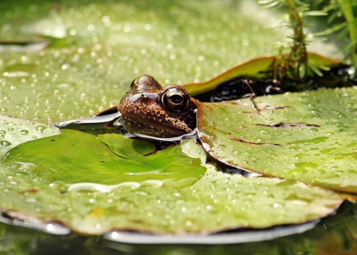 cimitero di rane - una rana fa capolino dall'acqua e ha la testa tra foglie di ninfee