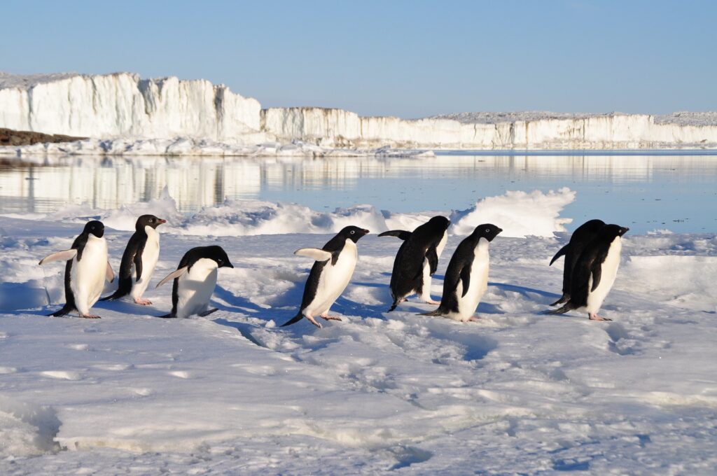nuova zelanda pinguino - nella foto dei pinguini in antartide che camminano sul ghiaccio dondolandosi. hanno il manto bianco e nero