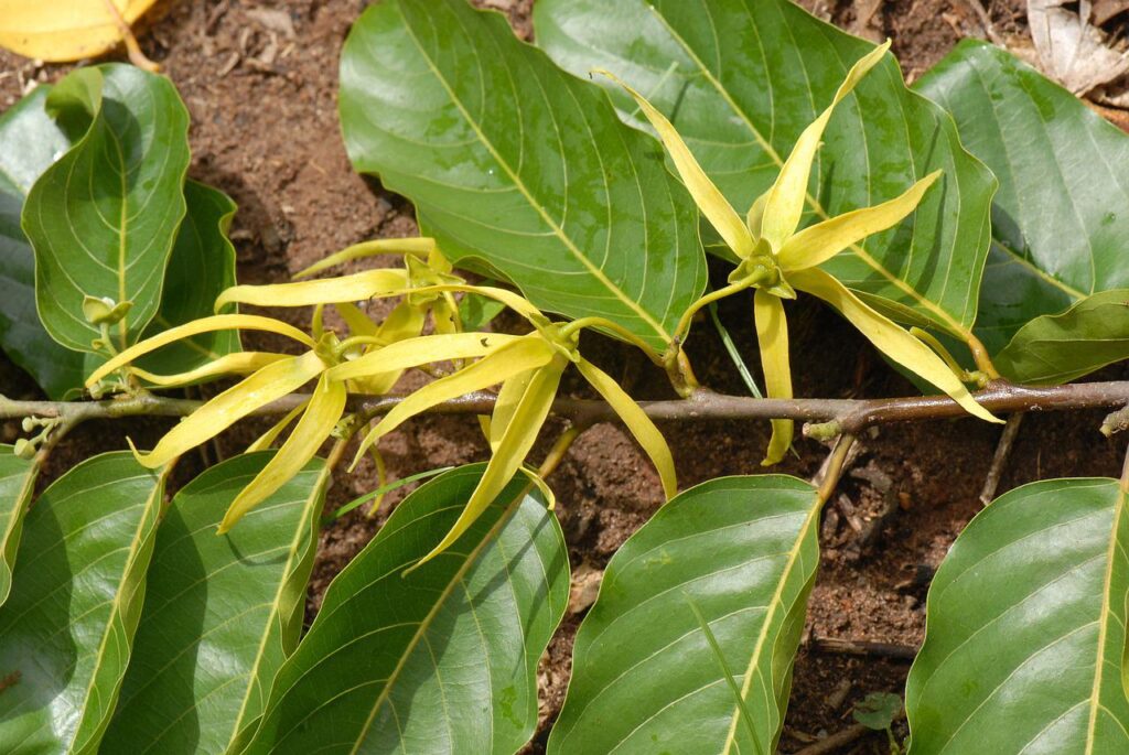 Fiore giallo simile ad una stella a cinque punte con petali lunghi. Attaccate al ramo delle foglie verdi di dimensione grande. 