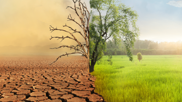 crisi climatica un albero al centro a destra rigoglioso a sinistra arido