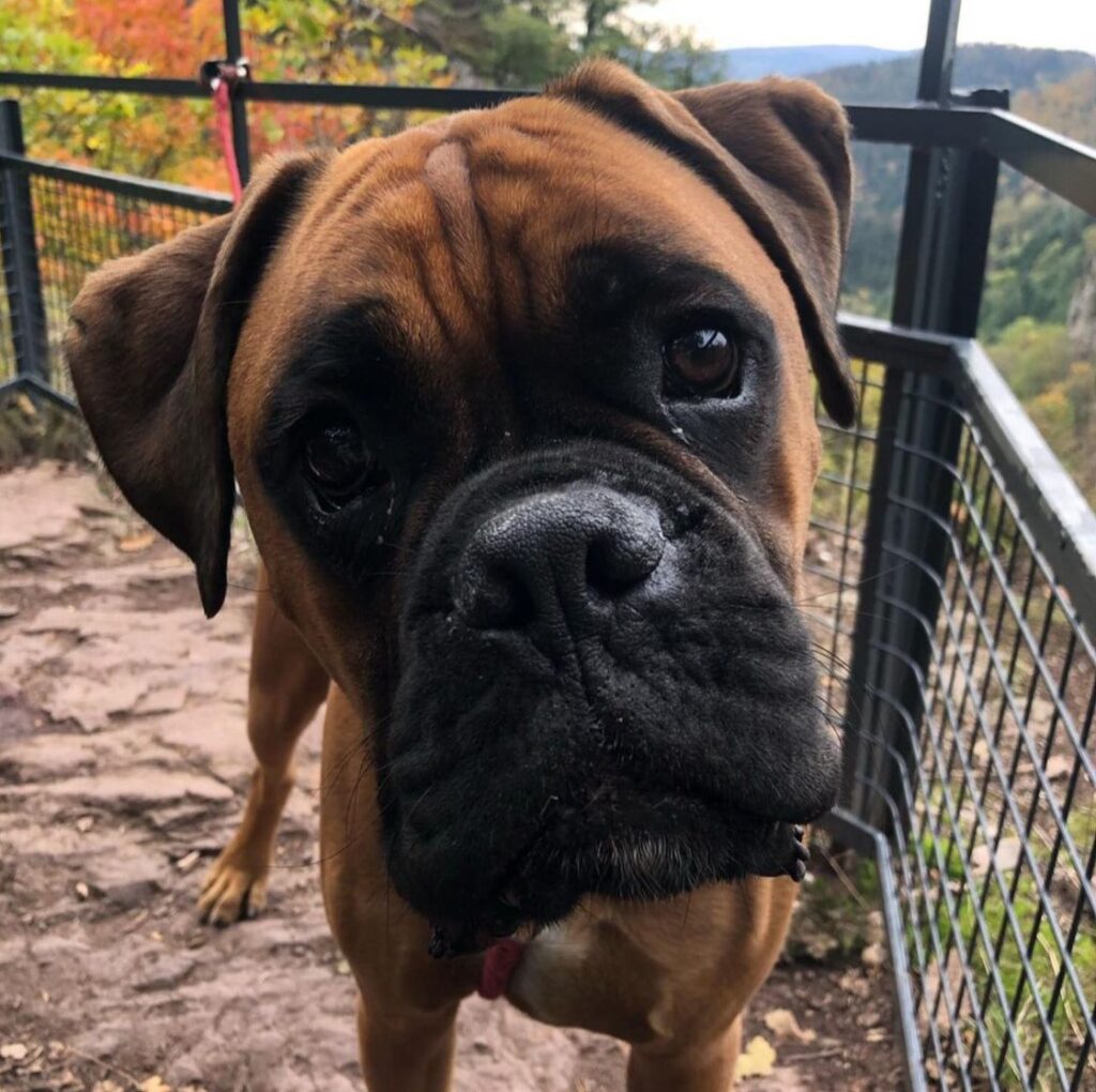 cane bulldog francese che guarda all'insu, indossa un maglioncino bianco