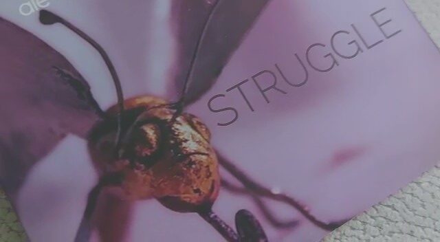 ale sammarini - la copertina ddell'album struggle che raffigura una farfalla con le ali aperte