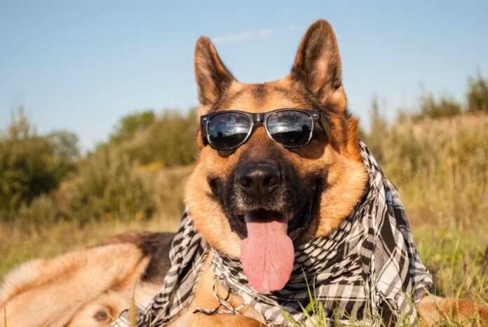 Un cane pastore tedesco con una bandana keifa al collo è seduto con la lingua di fuori e indossa un paio di occhiali da sole