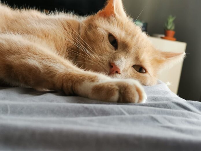 International Cat Day - un gatto rossiccio è sdraiato con la zampina in primo piano, ha uno sguardo dolcissimo