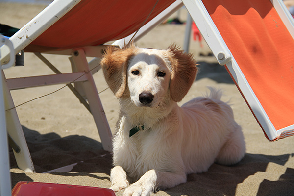 Dog management turistico - un cane bianco è accovacciato sotto uno sdraio che gli fa ombra