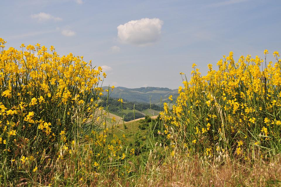 cooline con ginestra sul fondo panorama di camapgna con cielo azzurro