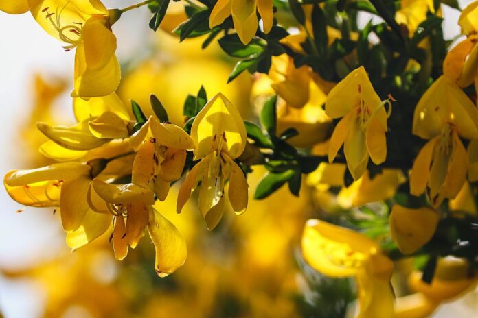 i fiori gialli della ginestra su un ramo con piccolissime foglie verdi