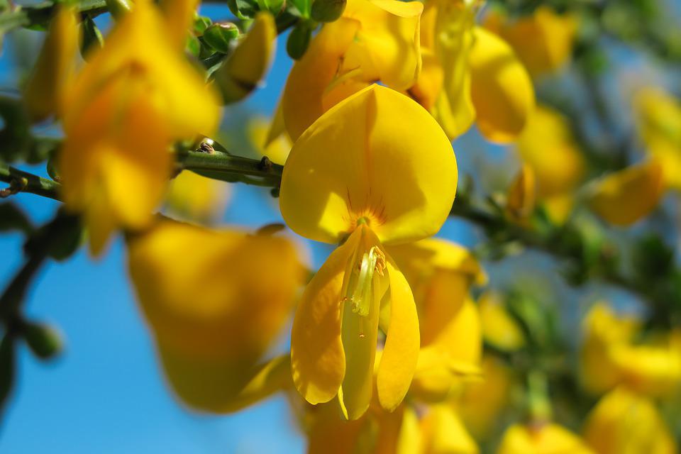 immagine ingrandita con fiore in primo piano con stami e pistilli