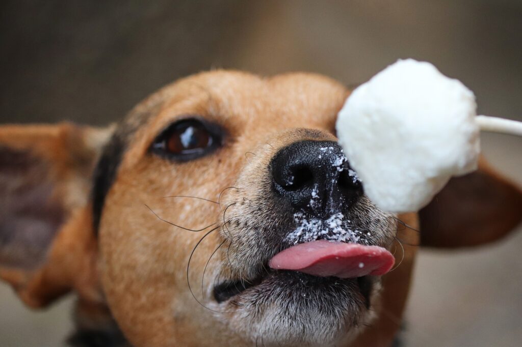 colpi di calore - nella foto in primo piano il muso di un cane beige che sta leccando un apallin adi gelato