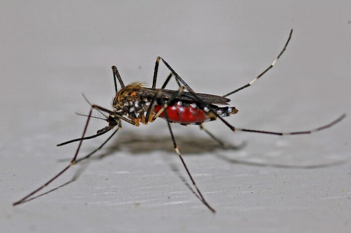febbre del nilo - nella foto una zanzara con ventre rosso e nero e lunghe zampe