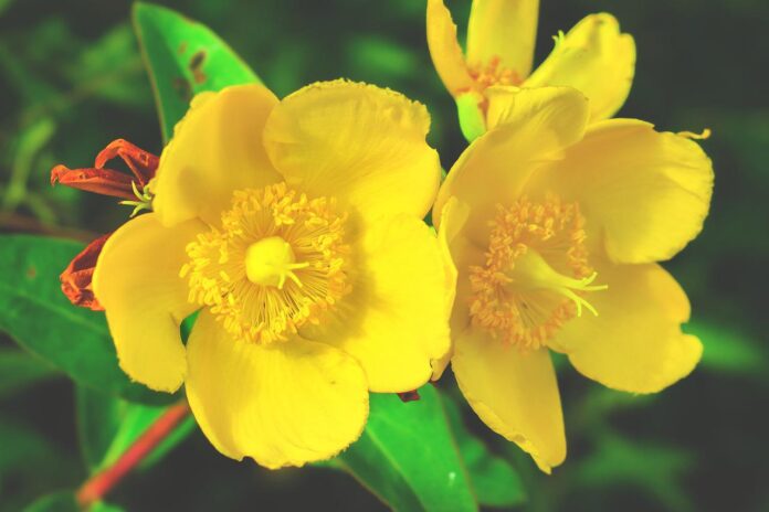 Iperico, proprietà, psoriasi, pelle, erba di san giovanni. due fiori di colore giallo accesso.