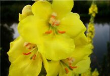 ingrandimento del fiore del verbasco giallo con pistilli arancioni