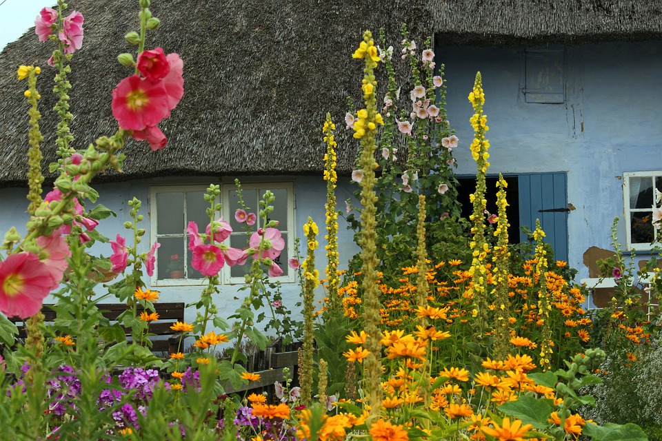 un cottage in stile iralndese con fiori di verbasco dvanti alla casa molto alti 