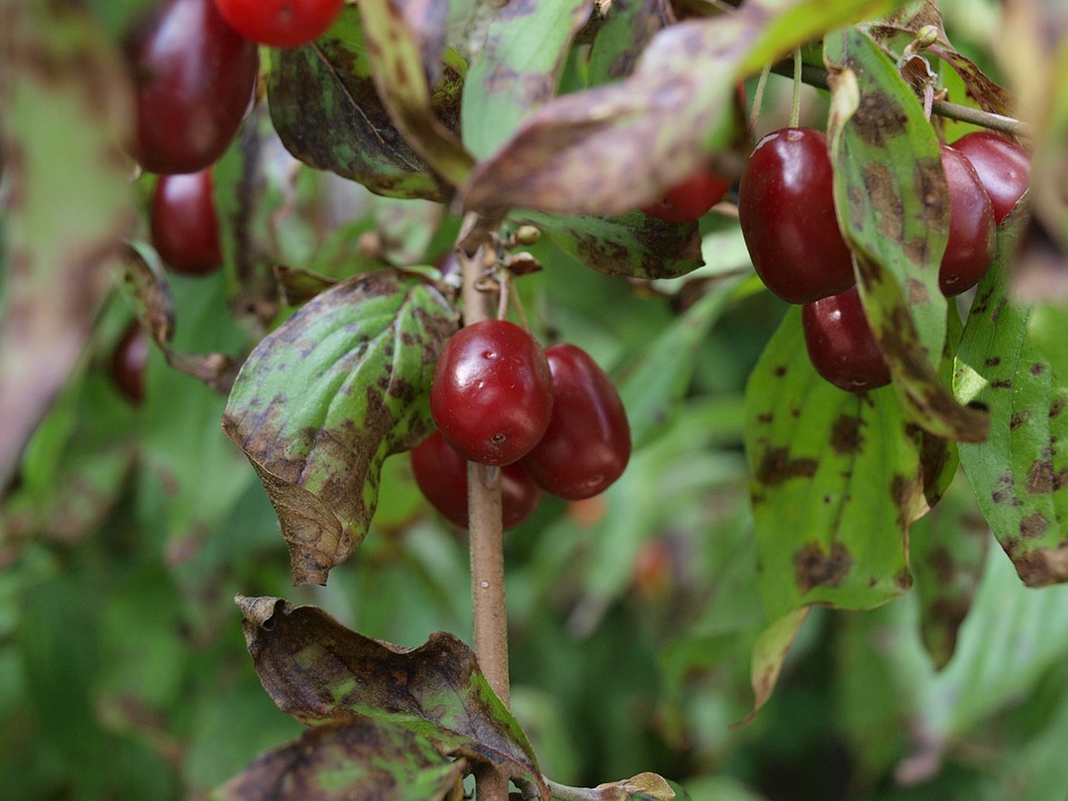 frutti di corniolo sulla pianta circondati da foglie simili a rosse ciliege