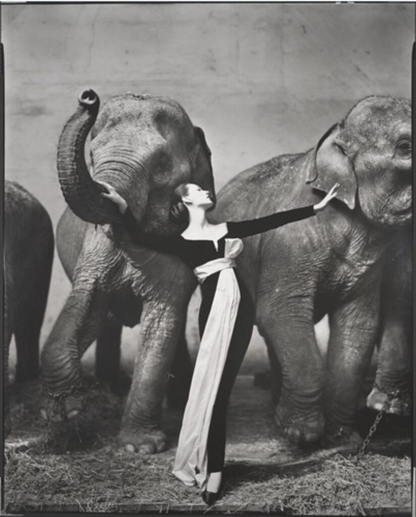 una modella in abito lungo di fronte a due elefanti