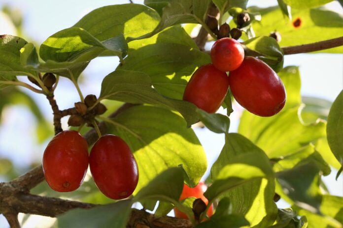 frutti corniolo, molto rossi sulla pianta