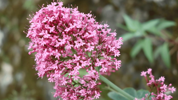 pianta la valeriana infiorescenza rosa acceso