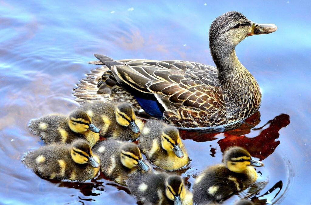 Anatre e cigni - nella foto una famifgliola di anatroccoli con la mamma anatra