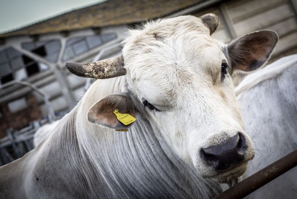 In primo piano la testa di un bovino bianco di razza chianina