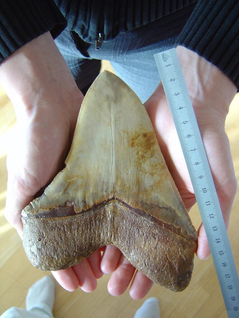 squalo megalodonte: un enorme dente tra le mani di un uomo. Il dente è talmente grande che è più grosso del palmo della mano e di fianco c'è un misuratore in centimetri 
