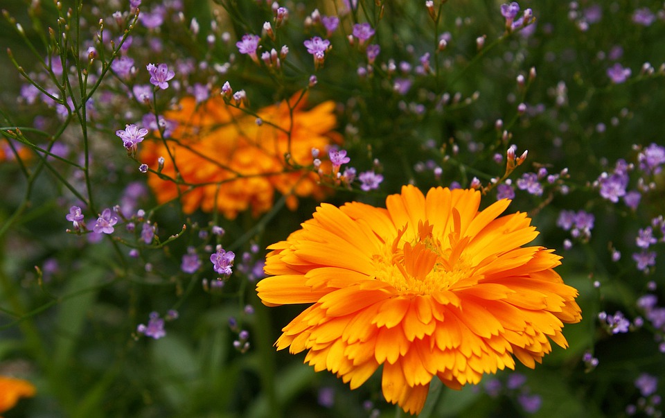 fiori arancioni in campo con piccoli fiori nontiscordar di me bianchi e viola