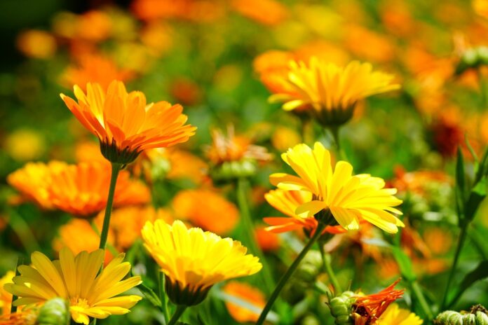 la calendula in un prato fiori arancioni e gialli