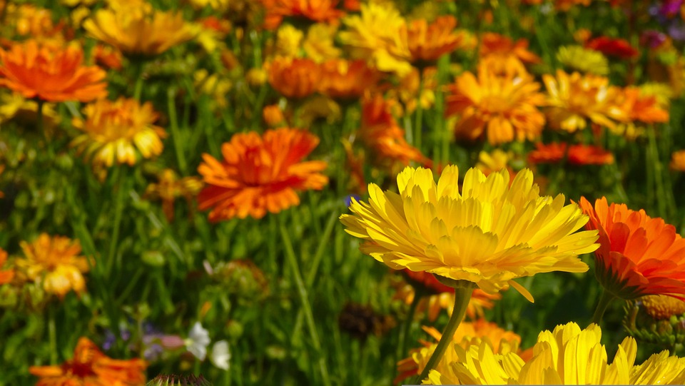 pratp fiorito con in primo piano fiori di calendula gialli e e arancioni