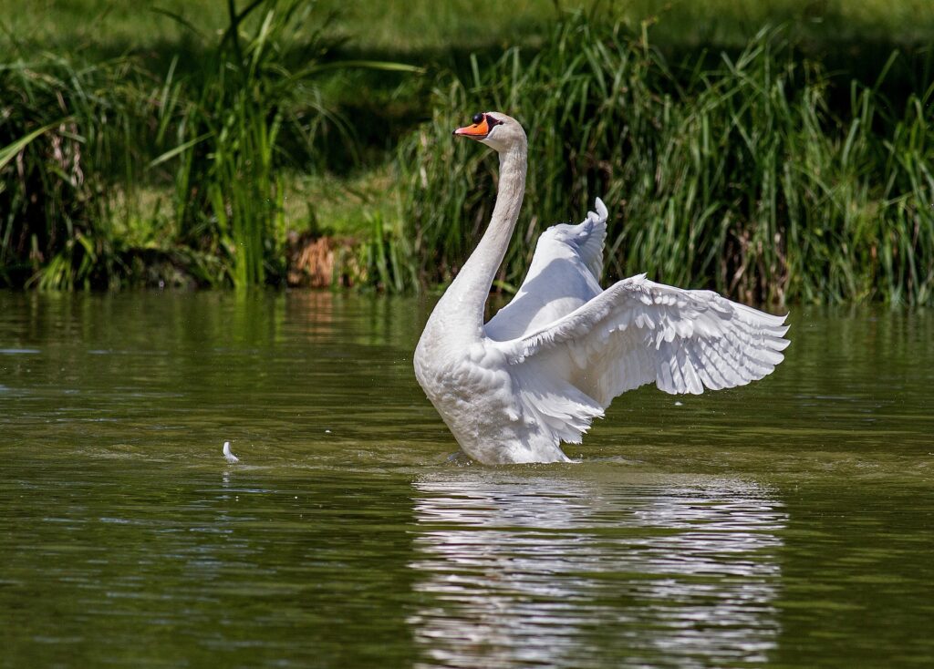 Un cigno bianco in mezzo ad uno stagno apre le ali bianche