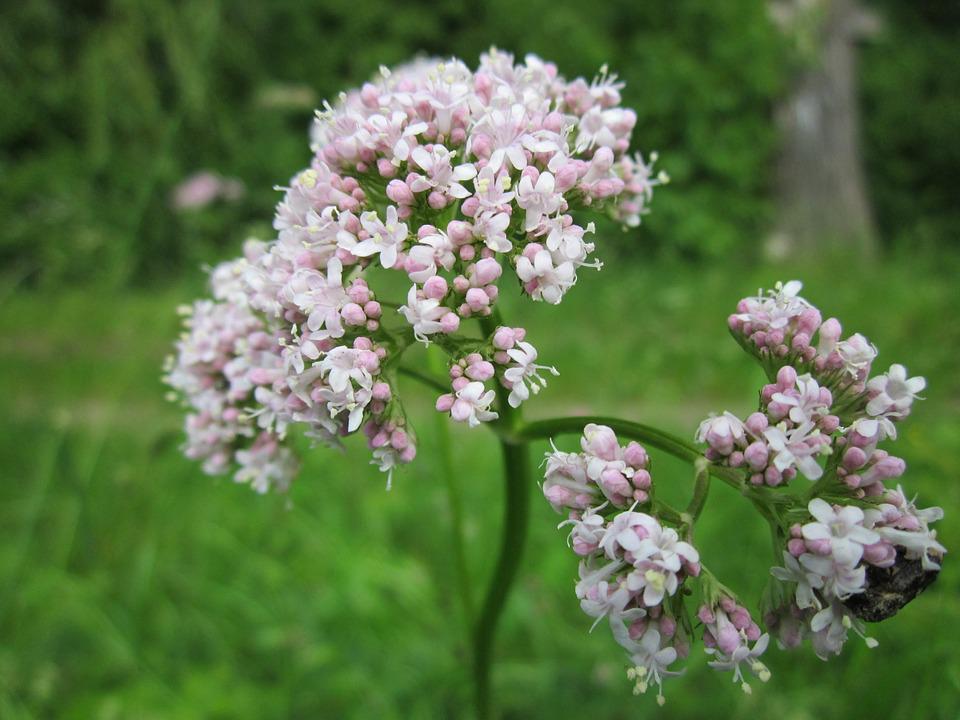 valeriana officinalis con infiorescenza bianco in mezzo a un prato