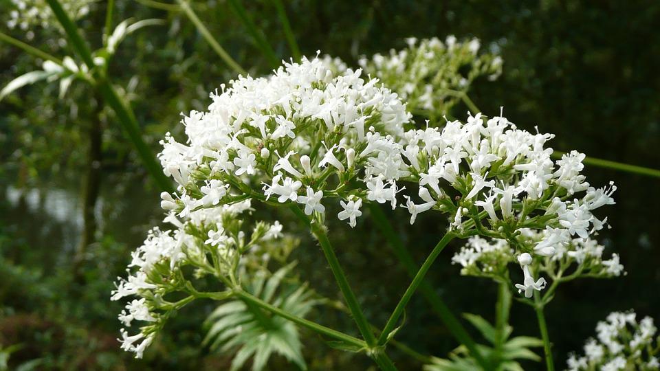 fiorellini bianchi in un giardino con sfondo foglie verdi smeraldo