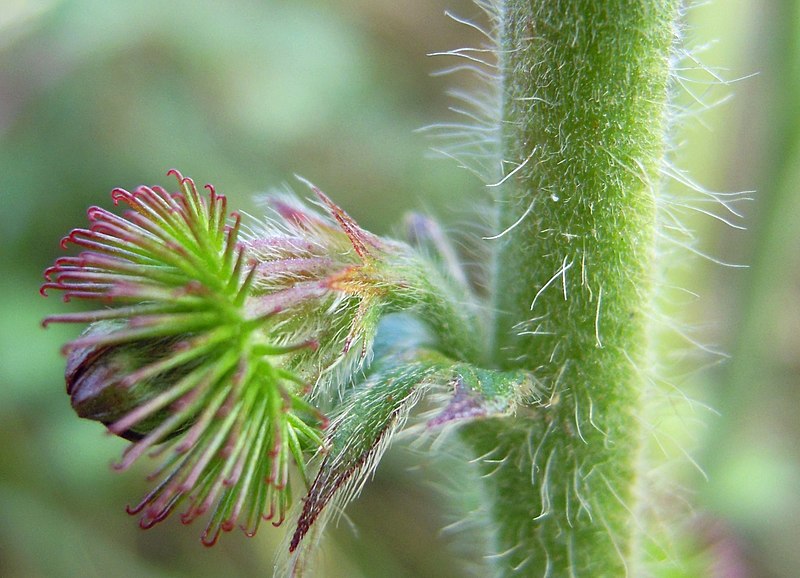 agrimonia con piccoli spini