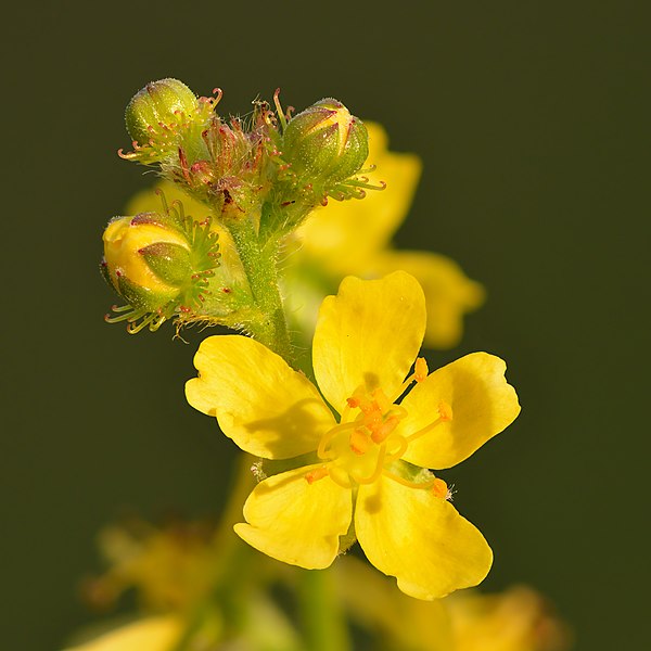 agrimonia giore giallo sbocciato con pistilli intorno foglie