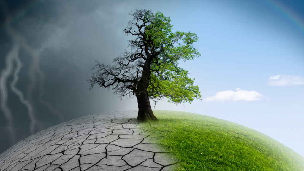 un Albero a meta tra terra arida rigogliosa non è la fine del mondo cambiamento clima