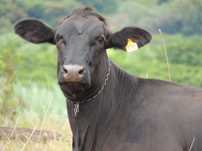 macelli di animali - nella foto in primo piano una mucca marrone con un'etichetta di metallo attaccata all'orecchio