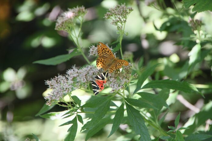 fiore di canapa in mezzo a farfalle a molte foglie