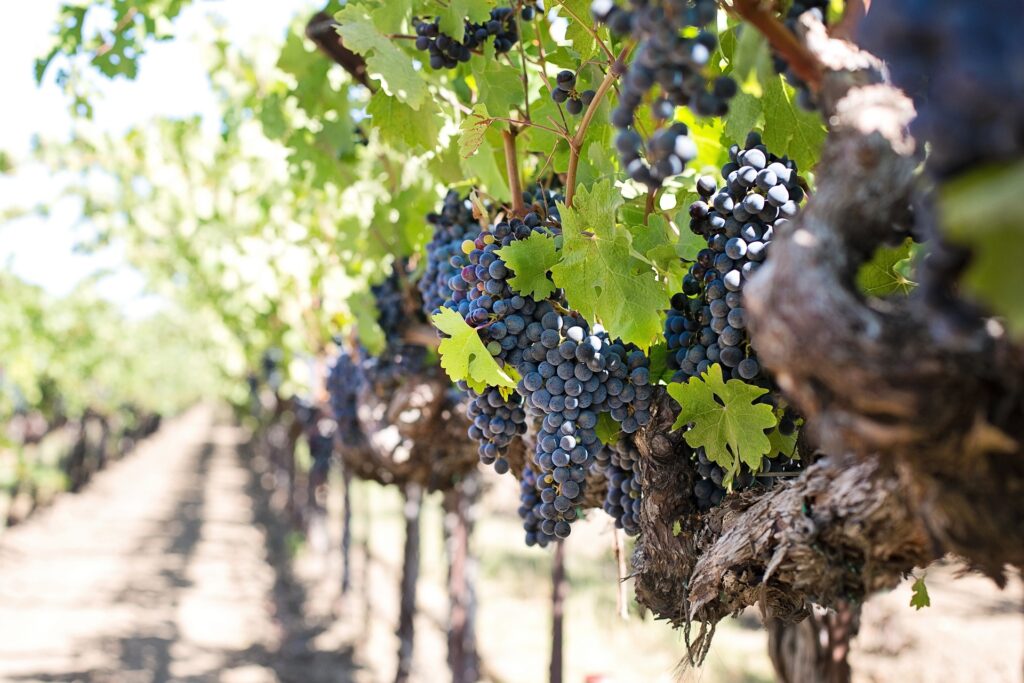 Vignaioli Artigiani Naturali - una vigna in campagna con dei grossi grappoli d'uva rossa 